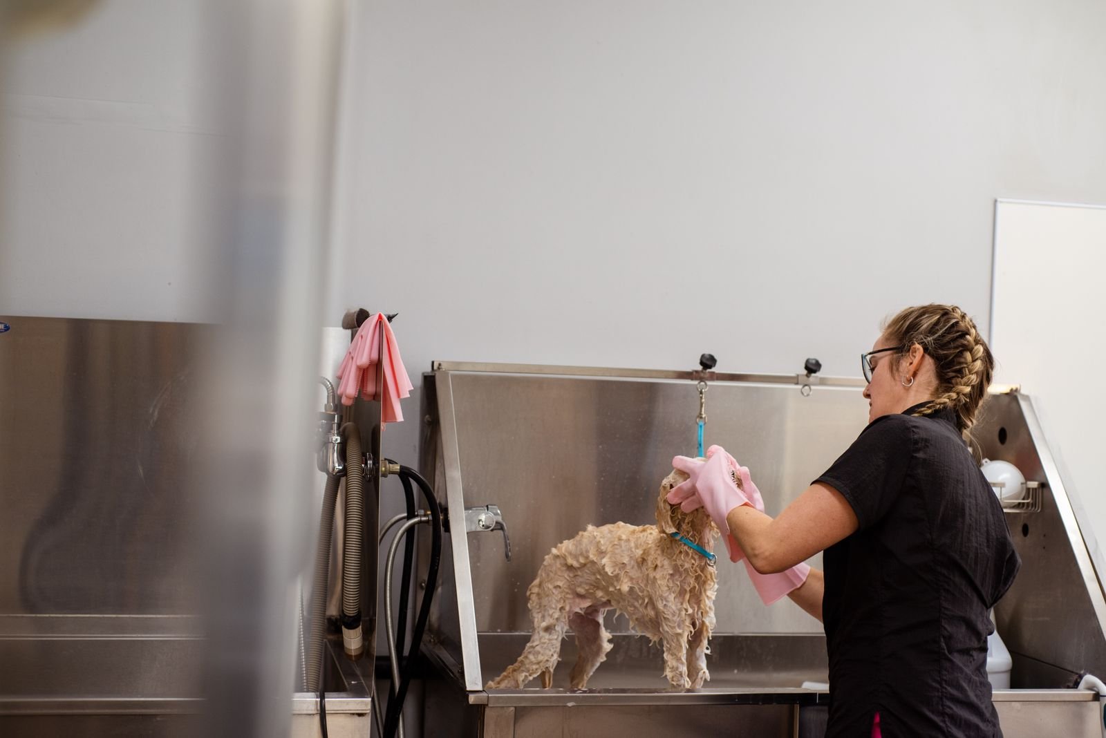 Professional mobile dog grooming