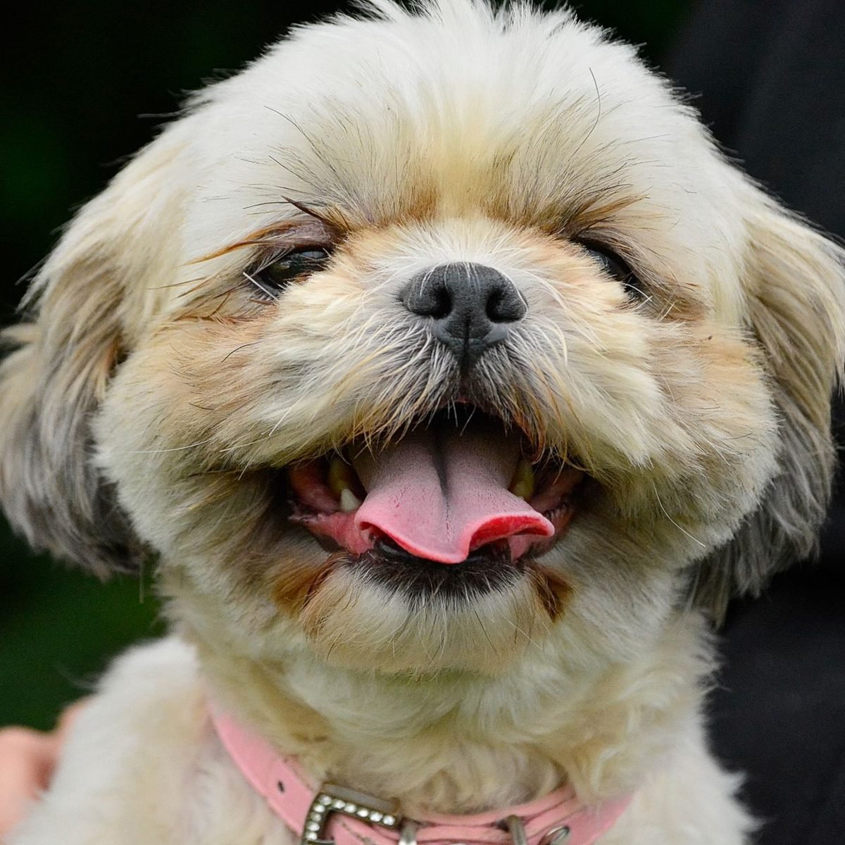 A happy, freshly groomed dog with a bright smile